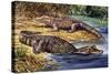 Dwarf Crocodile or Bony Crocodile (Osteolaemus Tetraspis), Crocodylidae-null-Stretched Canvas