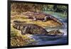 Dwarf Crocodile or Bony Crocodile (Osteolaemus Tetraspis), Crocodylidae-null-Framed Premium Giclee Print