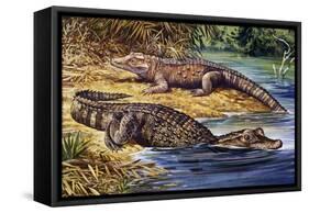 Dwarf Crocodile or Bony Crocodile (Osteolaemus Tetraspis), Crocodylidae-null-Framed Stretched Canvas