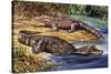 Dwarf Crocodile or Bony Crocodile (Osteolaemus Tetraspis), Crocodylidae-null-Stretched Canvas