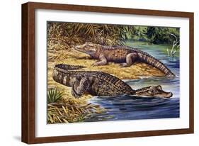 Dwarf Crocodile or Bony Crocodile (Osteolaemus Tetraspis), Crocodylidae-null-Framed Giclee Print