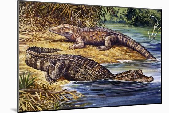 Dwarf Crocodile or Bony Crocodile (Osteolaemus Tetraspis), Crocodylidae-null-Mounted Giclee Print