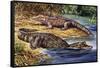 Dwarf Crocodile or Bony Crocodile (Osteolaemus Tetraspis), Crocodylidae-null-Framed Stretched Canvas