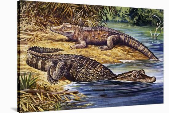 Dwarf Crocodile or Bony Crocodile (Osteolaemus Tetraspis), Crocodylidae-null-Stretched Canvas