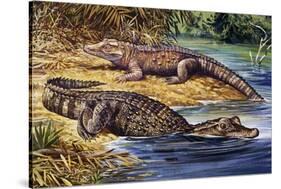 Dwarf Crocodile or Bony Crocodile (Osteolaemus Tetraspis), Crocodylidae-null-Stretched Canvas