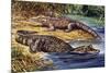 Dwarf Crocodile or Bony Crocodile (Osteolaemus Tetraspis), Crocodylidae-null-Mounted Giclee Print