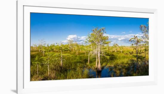 Dwarf Cypress Trees in a field, Everglades National Park, Florida, USA-null-Framed Photographic Print