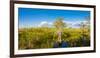 Dwarf Cypress Trees in a field, Everglades National Park, Florida, USA-null-Framed Photographic Print