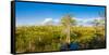 Dwarf Cypress Trees in a field, Everglades National Park, Florida, USA-null-Framed Stretched Canvas