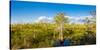 Dwarf Cypress Trees in a field, Everglades National Park, Florida, USA-null-Stretched Canvas