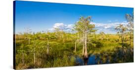 Dwarf Cypress Trees in a field, Everglades National Park, Florida, USA-null-Stretched Canvas