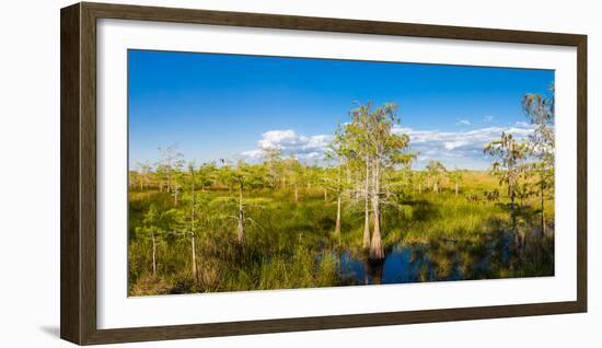Dwarf Cypress Trees in a field, Everglades National Park, Florida, USA-null-Framed Photographic Print