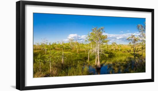 Dwarf Cypress Trees in a field, Everglades National Park, Florida, USA-null-Framed Photographic Print