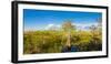 Dwarf Cypress Trees in a field, Everglades National Park, Florida, USA-null-Framed Photographic Print