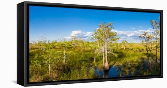 Dwarf Cypress Trees in a field, Everglades National Park, Florida, USA-null-Framed Stretched Canvas