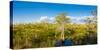 Dwarf Cypress Trees in a field, Everglades National Park, Florida, USA-null-Stretched Canvas