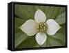 Dwarf Dogwood (Bunchberry Dogwood) (Cornus Canadensis), Glacier National Park, Montana, USA-James Hager-Framed Stretched Canvas