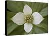 Dwarf Dogwood (Bunchberry Dogwood) (Cornus Canadensis), Glacier National Park, Montana, USA-James Hager-Stretched Canvas