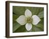 Dwarf Dogwood (Bunchberry Dogwood) (Cornus Canadensis), Glacier National Park, Montana, USA-James Hager-Framed Photographic Print