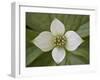 Dwarf Dogwood (Bunchberry Dogwood) (Cornus Canadensis), Glacier National Park, Montana, USA-James Hager-Framed Photographic Print