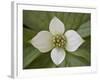 Dwarf Dogwood (Bunchberry Dogwood) (Cornus Canadensis), Glacier National Park, Montana, USA-James Hager-Framed Photographic Print