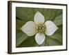 Dwarf Dogwood (Bunchberry Dogwood) (Cornus Canadensis), Glacier National Park, Montana, USA-James Hager-Framed Photographic Print