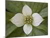 Dwarf Dogwood (Bunchberry Dogwood) (Cornus Canadensis), Glacier National Park, Montana, USA-James Hager-Mounted Photographic Print