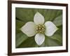 Dwarf Dogwood (Bunchberry Dogwood) (Cornus Canadensis), Glacier National Park, Montana, USA-James Hager-Framed Photographic Print