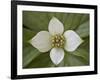 Dwarf Dogwood (Bunchberry Dogwood) (Cornus Canadensis), Glacier National Park, Montana, USA-James Hager-Framed Photographic Print