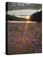 Dwarf Fireweed, Arctic National Wildlife Refuge, Alaska, USA-Hugh Rose-Stretched Canvas