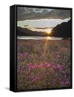 Dwarf Fireweed, Arctic National Wildlife Refuge, Alaska, USA-Hugh Rose-Framed Stretched Canvas