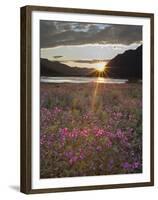 Dwarf Fireweed, Arctic National Wildlife Refuge, Alaska, USA-Hugh Rose-Framed Premium Photographic Print