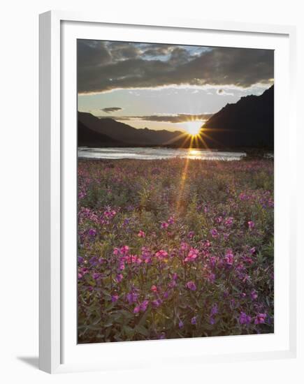 Dwarf Fireweed, Arctic National Wildlife Refuge, Alaska, USA-Hugh Rose-Framed Premium Photographic Print