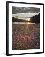 Dwarf Fireweed, Arctic National Wildlife Refuge, Alaska, USA-Hugh Rose-Framed Premium Photographic Print