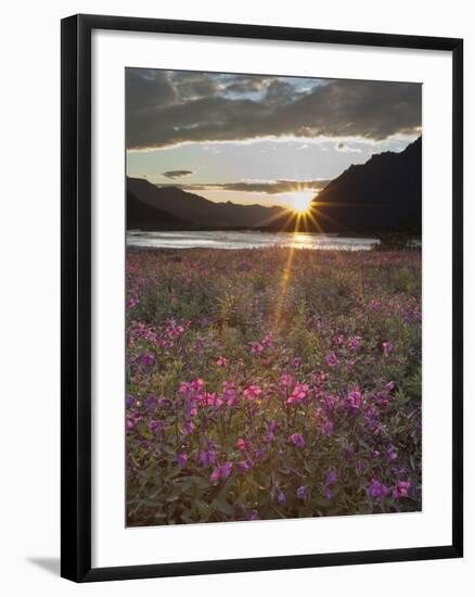 Dwarf Fireweed, Arctic National Wildlife Refuge, Alaska, USA-Hugh Rose-Framed Premium Photographic Print