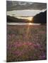 Dwarf Fireweed, Arctic National Wildlife Refuge, Alaska, USA-Hugh Rose-Mounted Premium Photographic Print