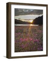 Dwarf Fireweed, Arctic National Wildlife Refuge, Alaska, USA-Hugh Rose-Framed Photographic Print