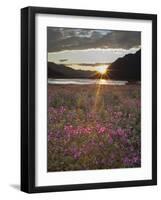 Dwarf Fireweed, Arctic National Wildlife Refuge, Alaska, USA-Hugh Rose-Framed Photographic Print