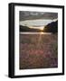 Dwarf Fireweed, Arctic National Wildlife Refuge, Alaska, USA-Hugh Rose-Framed Photographic Print