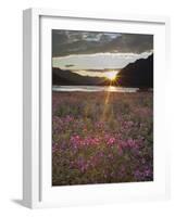 Dwarf Fireweed, Arctic National Wildlife Refuge, Alaska, USA-Hugh Rose-Framed Photographic Print