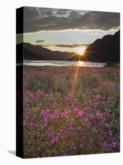 Dwarf Fireweed, Arctic National Wildlife Refuge, Alaska, USA-Hugh Rose-Stretched Canvas