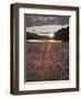 Dwarf Fireweed, Arctic National Wildlife Refuge, Alaska, USA-Hugh Rose-Framed Photographic Print