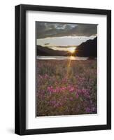 Dwarf Fireweed, Arctic National Wildlife Refuge, Alaska, USA-Hugh Rose-Framed Photographic Print