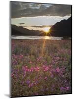 Dwarf Fireweed, Arctic National Wildlife Refuge, Alaska, USA-Hugh Rose-Mounted Photographic Print