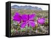 Dwarf Fireweed (River Beauty Willowherb) (Chamerion Latifolium)-Michael Nolan-Framed Stretched Canvas