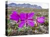 Dwarf Fireweed (River Beauty Willowherb) (Chamerion Latifolium)-Michael Nolan-Stretched Canvas