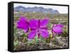 Dwarf Fireweed (River Beauty Willowherb) (Chamerion Latifolium)-Michael Nolan-Framed Stretched Canvas