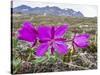 Dwarf Fireweed (River Beauty Willowherb) (Chamerion Latifolium)-Michael Nolan-Stretched Canvas