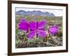 Dwarf Fireweed (River Beauty Willowherb) (Chamerion Latifolium)-Michael Nolan-Framed Premium Photographic Print