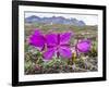 Dwarf Fireweed (River Beauty Willowherb) (Chamerion Latifolium)-Michael Nolan-Framed Premium Photographic Print